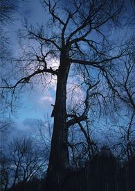 劫仙一般指什么人